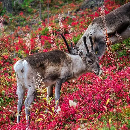 Appartamento Levin Sudenpesae By In Lapland Levi