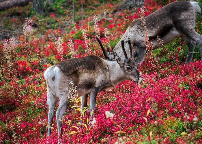 아파트 In Lapland - Levin Sudenpesae 레비